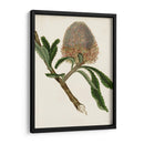Antiguo Protea I | Cuadro decorativo de Canvas Lab