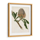 Antiguo Protea I | Cuadro decorativo de Canvas Lab