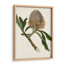 Antiguo Protea I | Cuadro decorativo de Canvas Lab