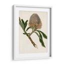 Antiguo Protea I | Cuadro decorativo de Canvas Lab