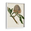 Antiguo Protea I | Cuadro decorativo de Canvas Lab