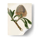 Antiguo Protea I | Cuadro decorativo de Canvas Lab