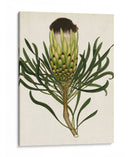 Antiguo Protea Ii | Cuadro decorativo de Canvas Lab