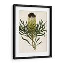 Antiguo Protea Ii | Cuadro decorativo de Canvas Lab