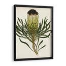 Antiguo Protea Ii | Cuadro decorativo de Canvas Lab