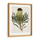 Antiguo Protea Ii | Cuadro decorativo de Canvas Lab