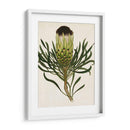 Antiguo Protea Ii | Cuadro decorativo de Canvas Lab