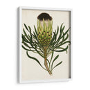 Antiguo Protea Ii | Cuadro decorativo de Canvas Lab
