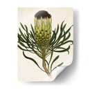 Antiguo Protea Ii | Cuadro decorativo de Canvas Lab