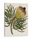 Antiguo Protea Iii | Cuadro decorativo de Canvas Lab