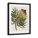 Antiguo Protea Iii | Cuadro decorativo de Canvas Lab