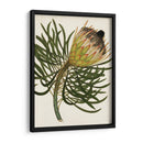 Antiguo Protea Iii | Cuadro decorativo de Canvas Lab