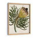 Antiguo Protea Iii | Cuadro decorativo de Canvas Lab
