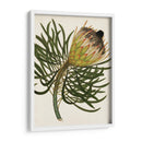 Antiguo Protea Iii | Cuadro decorativo de Canvas Lab