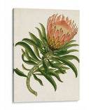 Antiguo Protea Iv | Cuadro decorativo de Canvas Lab