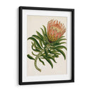 Antiguo Protea Iv | Cuadro decorativo de Canvas Lab