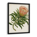 Antiguo Protea Iv | Cuadro decorativo de Canvas Lab