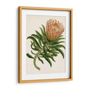 Antiguo Protea Iv | Cuadro decorativo de Canvas Lab