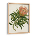 Antiguo Protea Iv | Cuadro decorativo de Canvas Lab