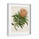 Antiguo Protea Iv | Cuadro decorativo de Canvas Lab