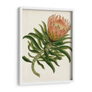 Antiguo Protea Iv | Cuadro decorativo de Canvas Lab