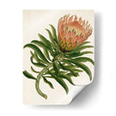 Antiguo Protea Iv | Cuadro decorativo de Canvas Lab