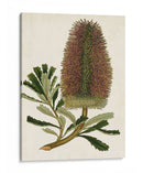 Antiguo Protea V | Cuadro decorativo de Canvas Lab