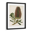 Antiguo Protea V | Cuadro decorativo de Canvas Lab