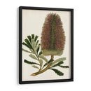 Antiguo Protea V | Cuadro decorativo de Canvas Lab