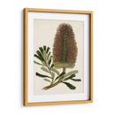 Antiguo Protea V | Cuadro decorativo de Canvas Lab