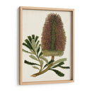 Antiguo Protea V | Cuadro decorativo de Canvas Lab