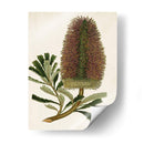 Antiguo Protea V | Cuadro decorativo de Canvas Lab