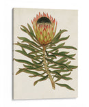 Antiguo Protea Vi | Cuadro decorativo de Canvas Lab