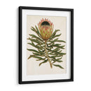 Antiguo Protea Vi | Cuadro decorativo de Canvas Lab