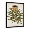 Antiguo Protea Vi | Cuadro decorativo de Canvas Lab