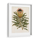 Antiguo Protea Vi | Cuadro decorativo de Canvas Lab