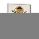Antiguo Protea Vi | Cuadro decorativo de Canvas Lab