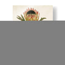 Antiguo Protea Vi | Cuadro decorativo de Canvas Lab