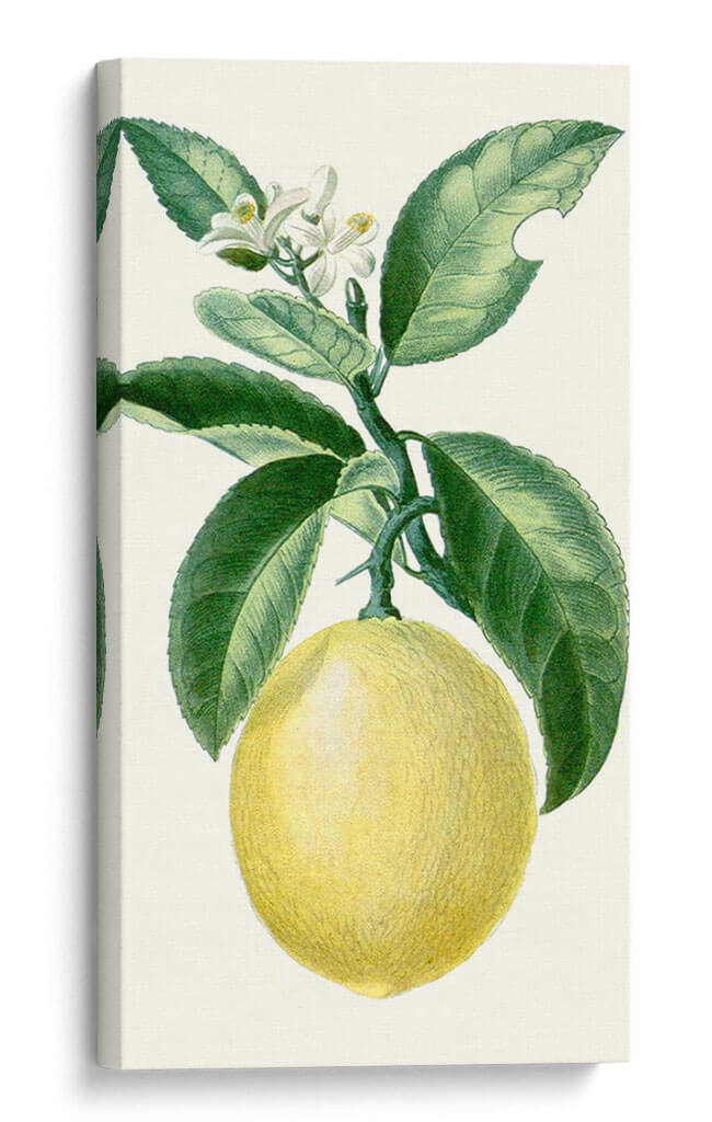 Turpin Fruit I - Turpin | Cuadro decorativo de Canvas Lab