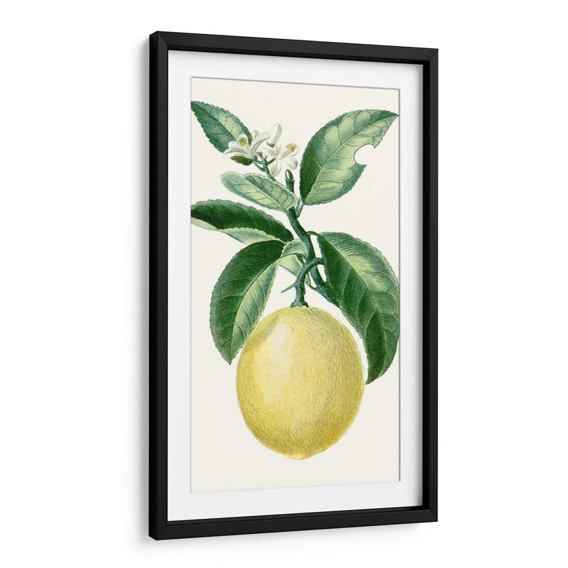 Turpin Fruit I - Turpin | Cuadro decorativo de Canvas Lab