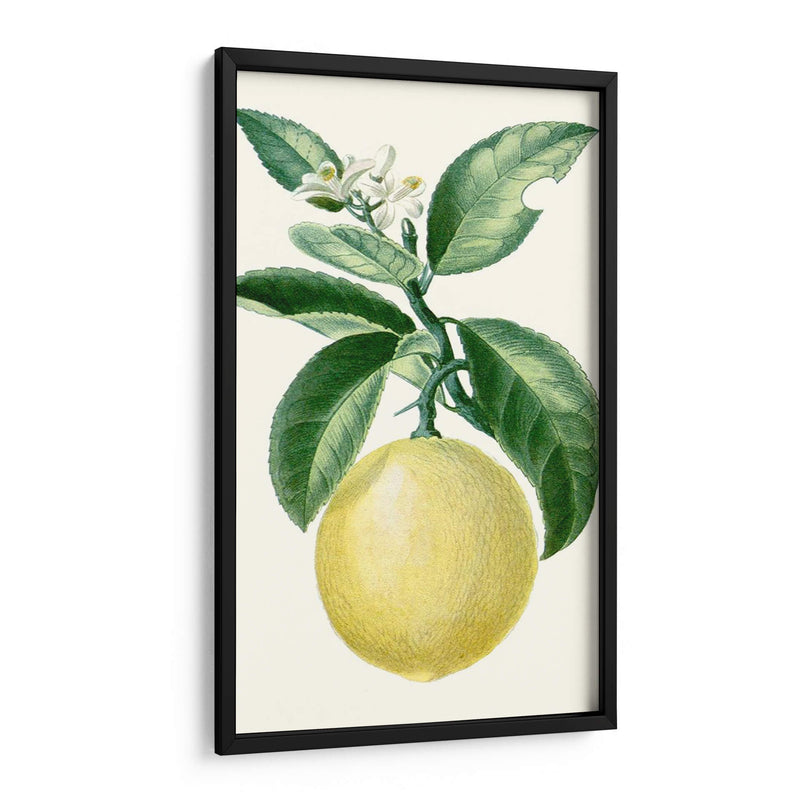 Turpin Fruit I - Turpin | Cuadro decorativo de Canvas Lab