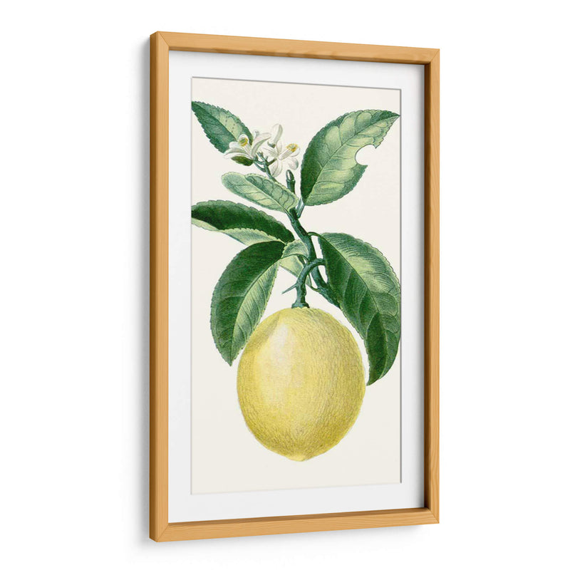 Turpin Fruit I - Turpin | Cuadro decorativo de Canvas Lab