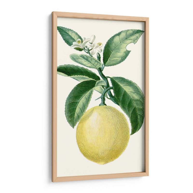 Turpin Fruit I - Turpin | Cuadro decorativo de Canvas Lab