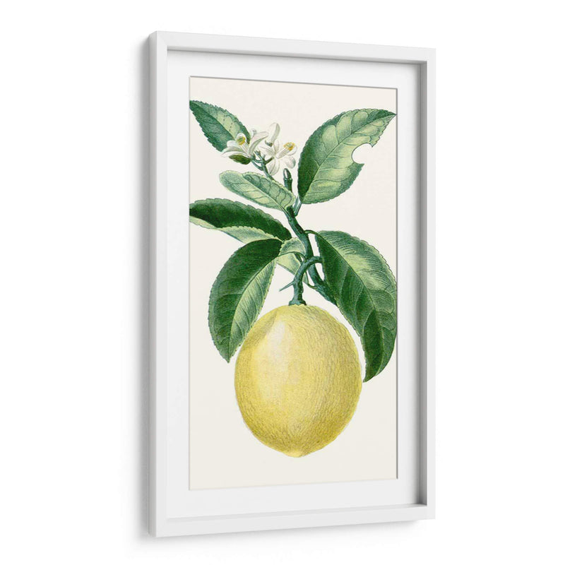 Turpin Fruit I - Turpin | Cuadro decorativo de Canvas Lab