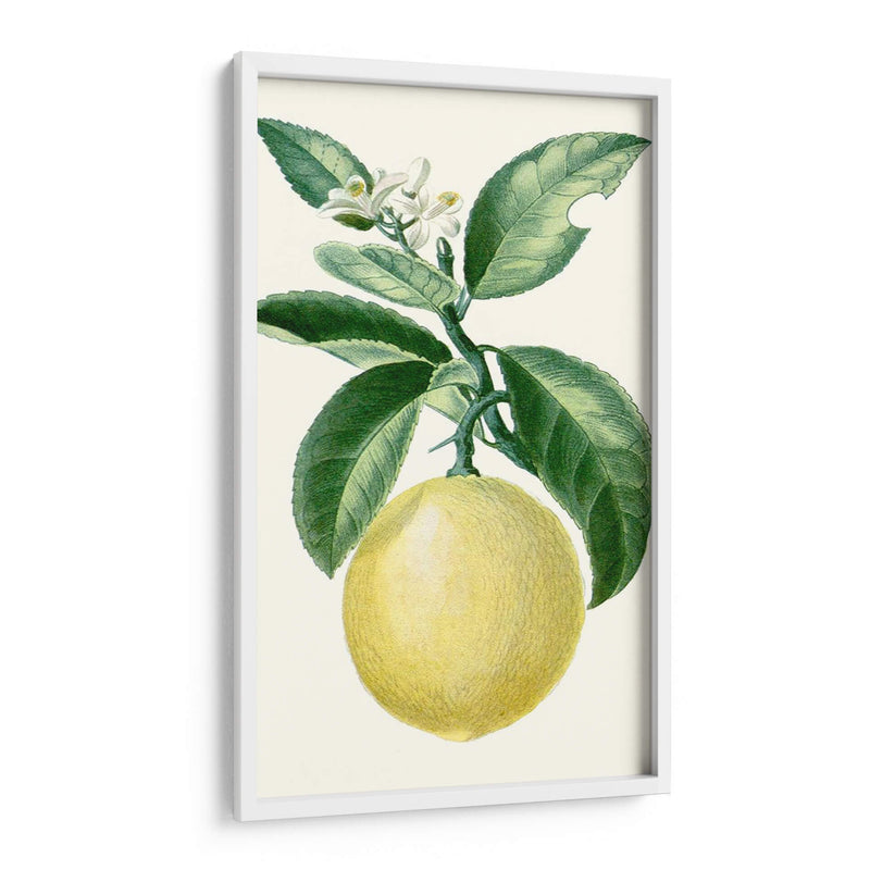 Turpin Fruit I - Turpin | Cuadro decorativo de Canvas Lab