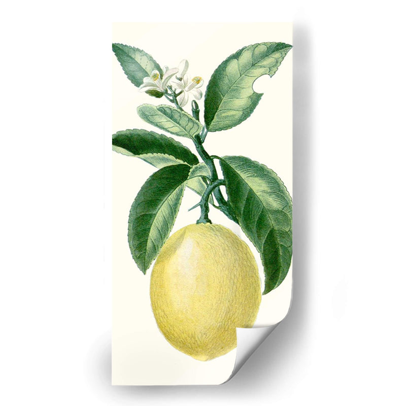 Turpin Fruit I - Turpin | Cuadro decorativo de Canvas Lab