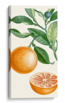 Turpin Fruit Ii - Turpin | Cuadro decorativo de Canvas Lab
