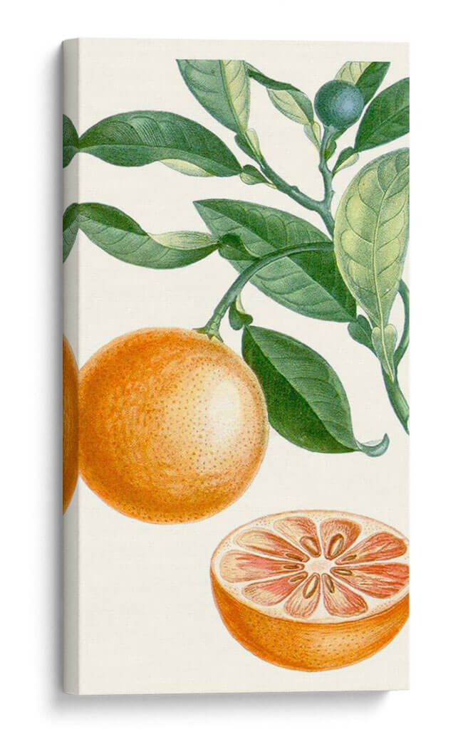 Turpin Fruit Ii - Turpin | Cuadro decorativo de Canvas Lab