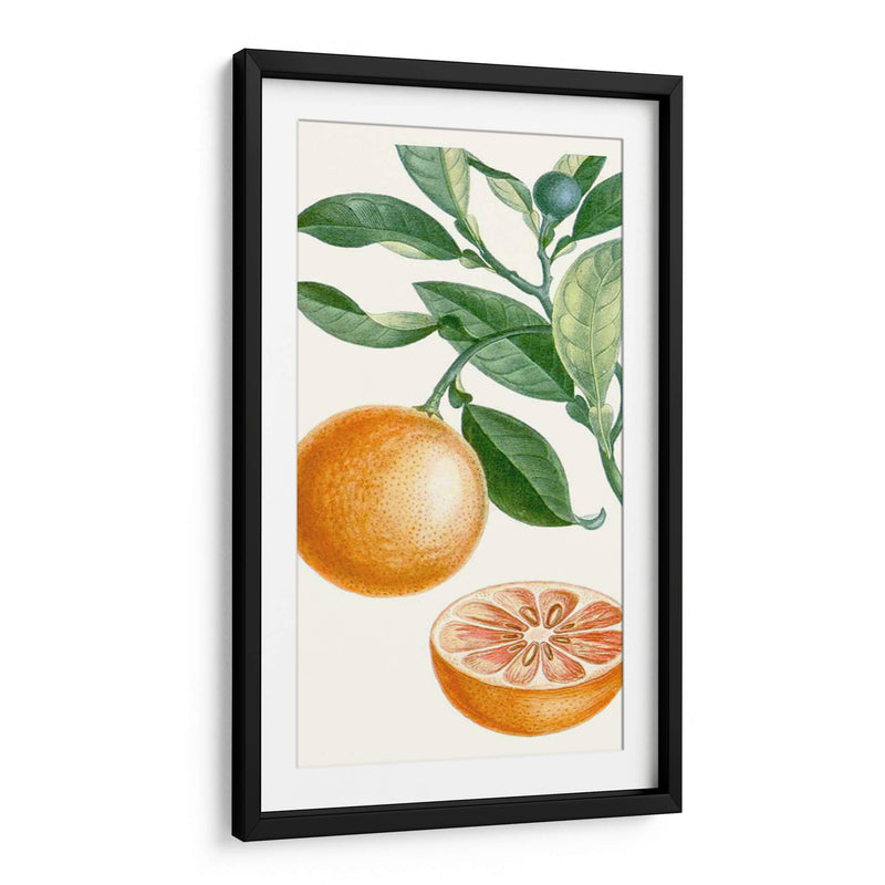 Turpin Fruit Ii - Turpin | Cuadro decorativo de Canvas Lab