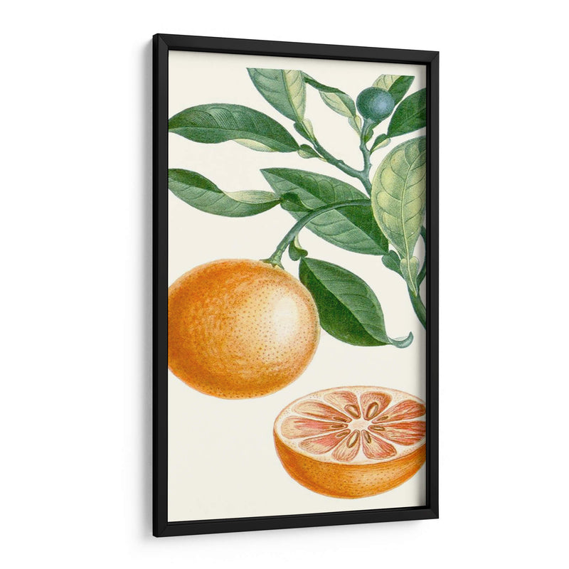 Turpin Fruit Ii - Turpin | Cuadro decorativo de Canvas Lab